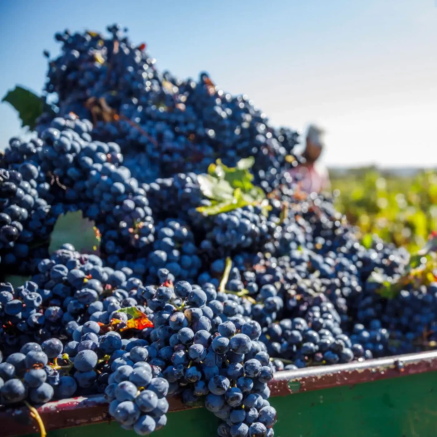 Vendanges Rioja Alavesa