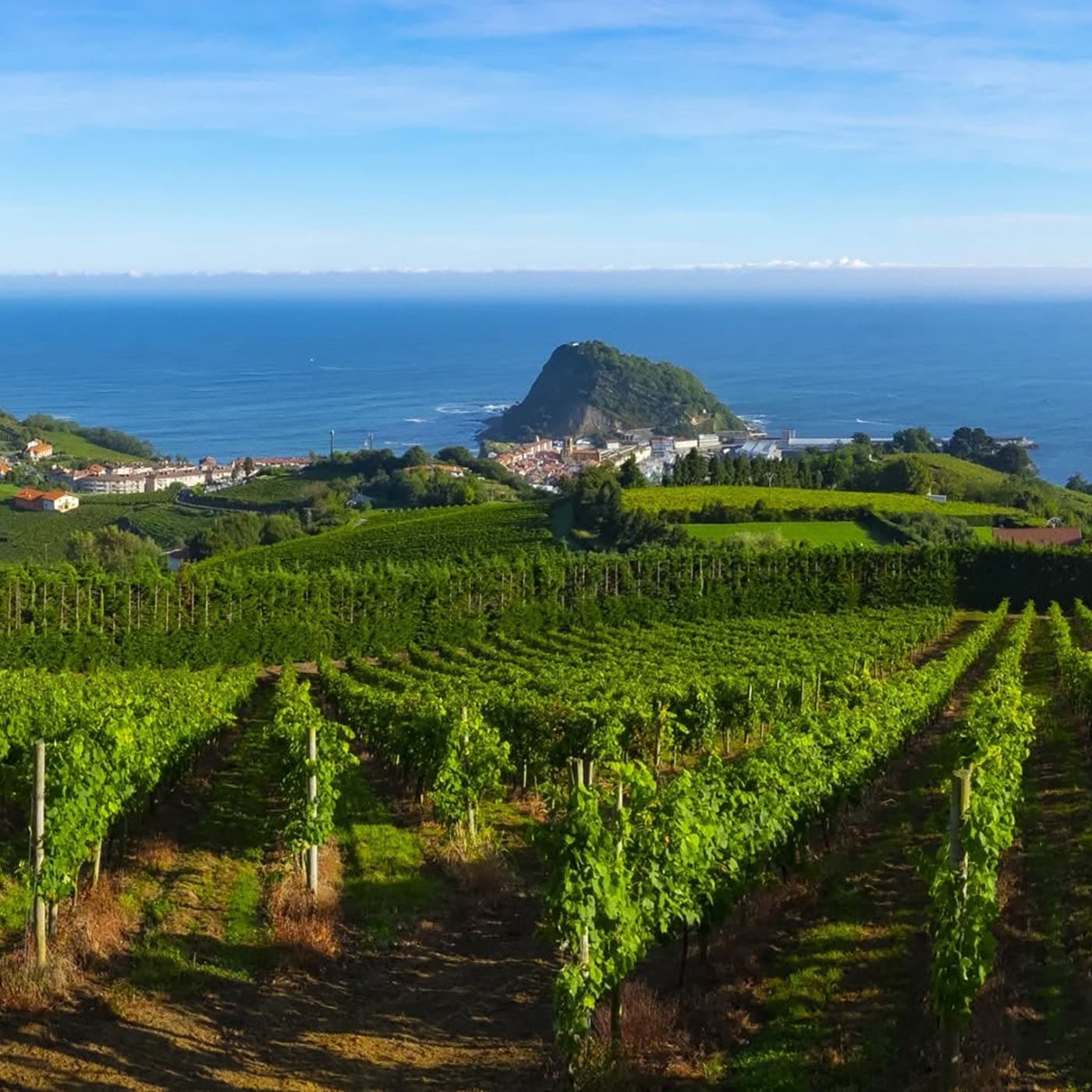 Vignes Txakoli