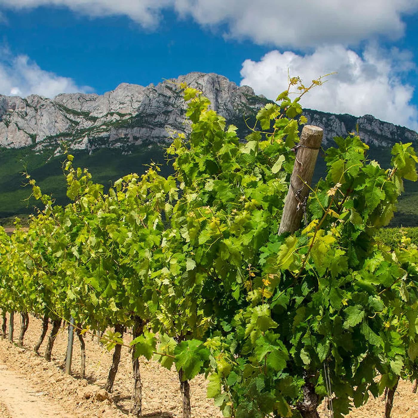 Vignes Navarre