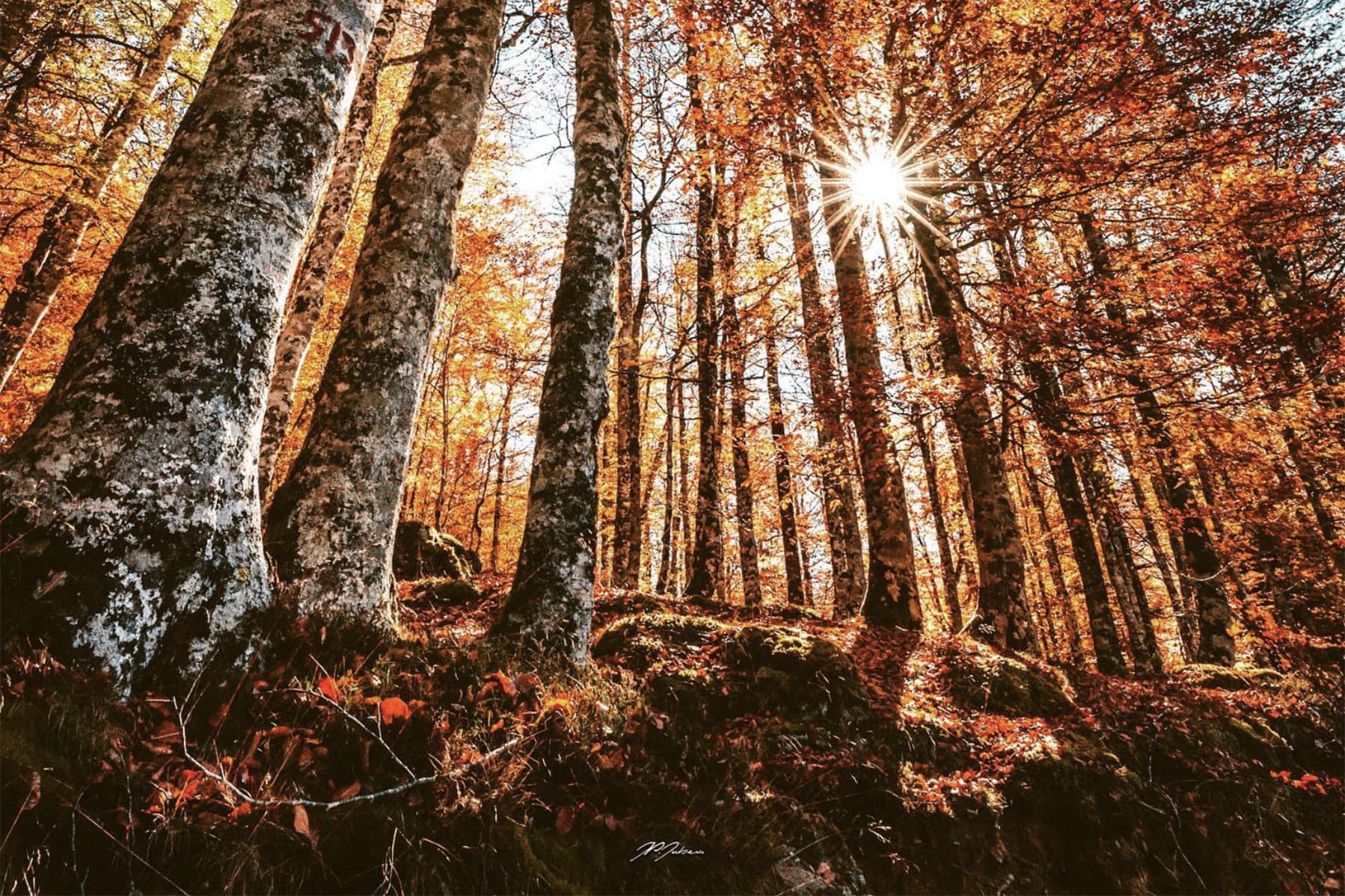 Foret Iraty Automne