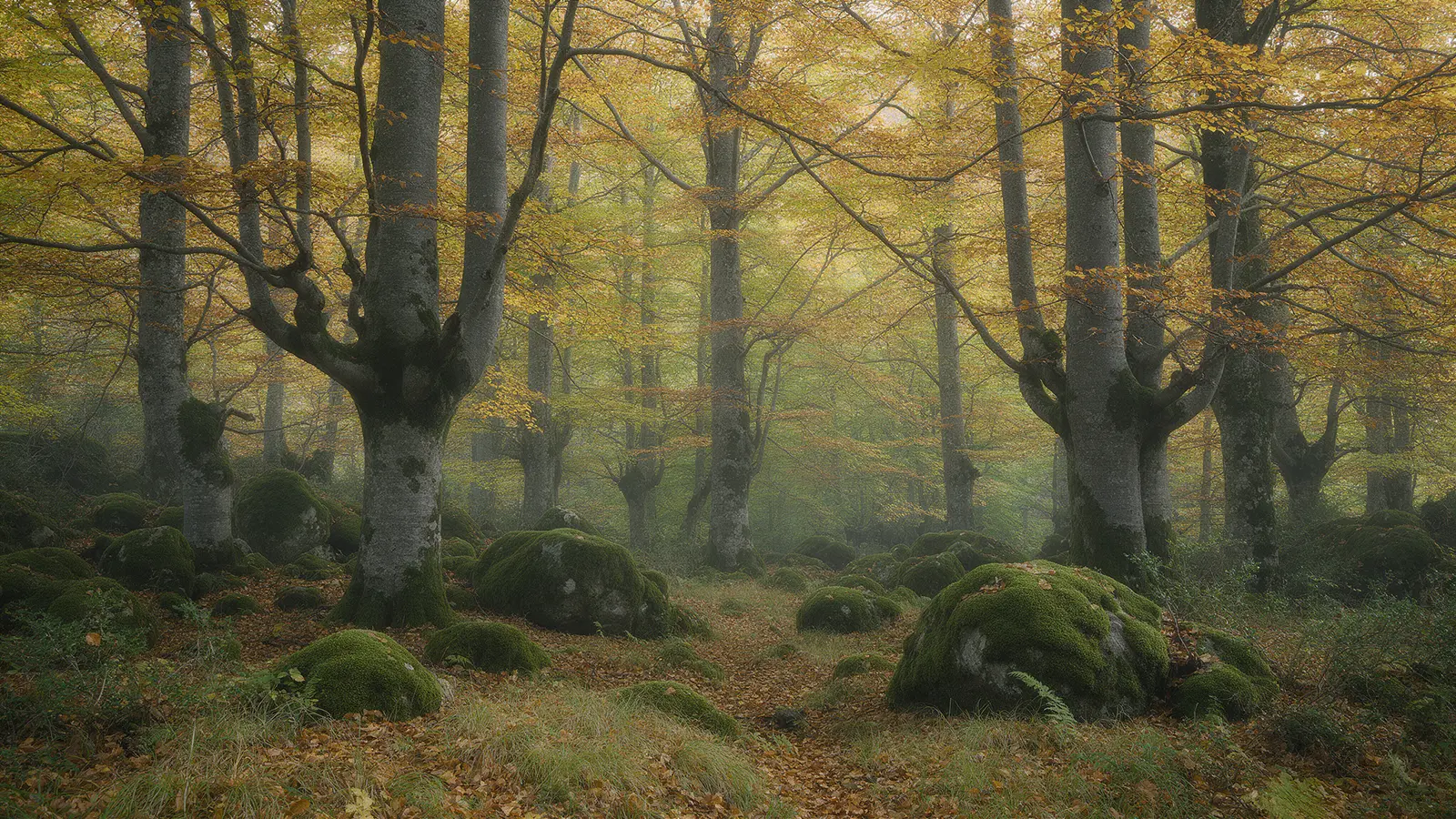 Hêtraie des Pyrénées en automne