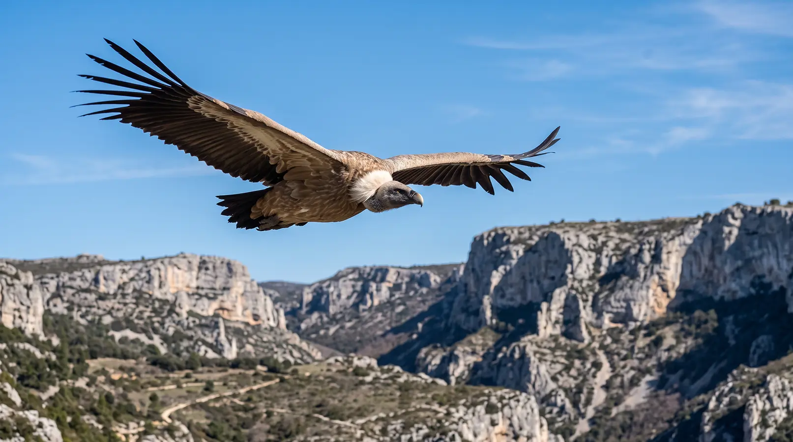 Vautour fauve planant au-dessus de falaises calcaires